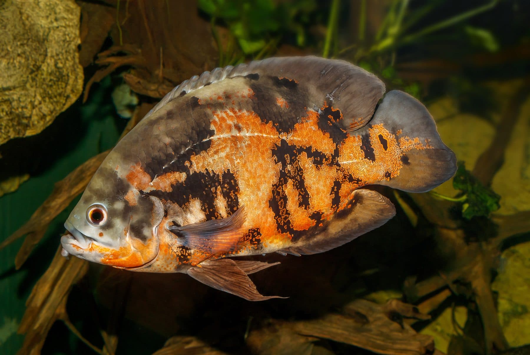 An oscar fish (Astronotus ocellatus) with orange-mottled dark scales, the species at the center of the 2006 'Allah fish' claim