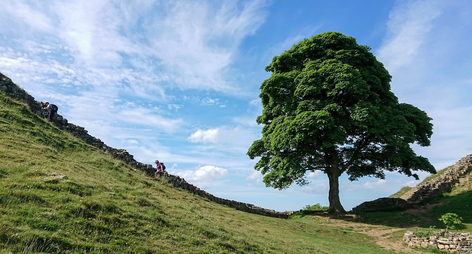The lone Sycamore Gap tree standing in a dip in the rolling green landscape beside the stone line of Hadrian's Wall in Northumberland.